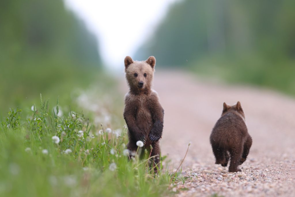 Photo_Remo_Savisaar