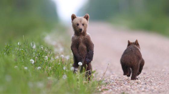 Photo_Remo_Savisaar